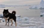 Um Greenland Husky, animal mais popular em Ilulissat, na Groelândia